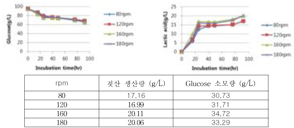 세포농도 O.D 5에서의 lactic acid 생산량 분석