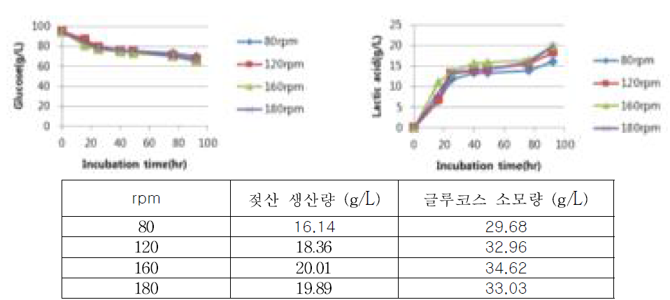 세포농도 O.D 10에서의 lactic acid 생산량 분석