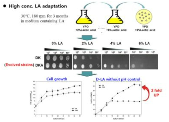 고농도 LA 적응 진화를 통한 DKA균주의 개발