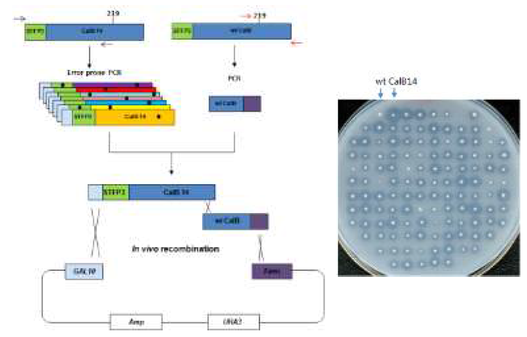 분자진화 및 in vivo recombination 방법을 이용한 리파제, CalB의 개량