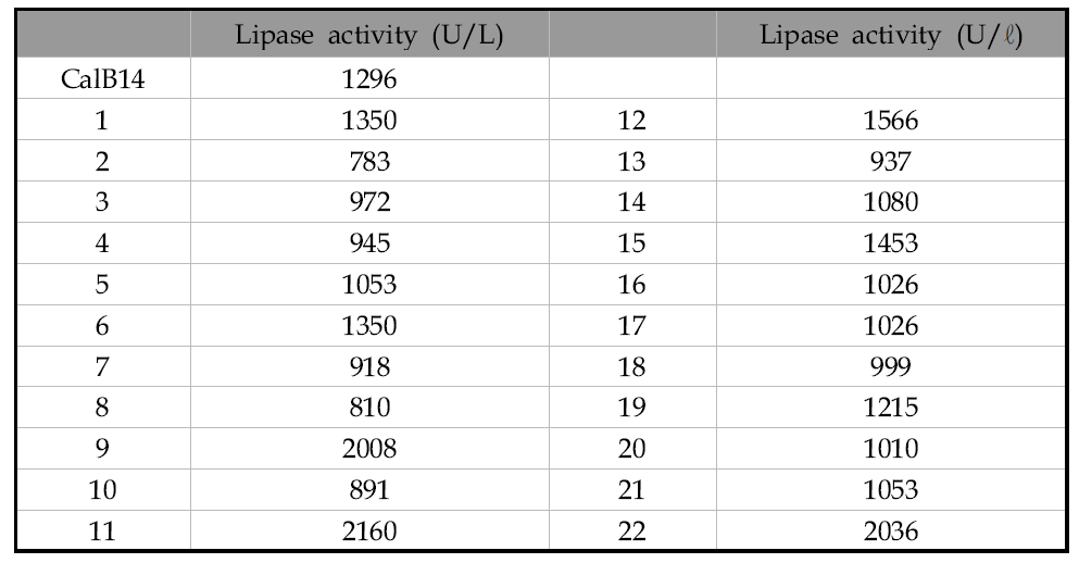 각 형질전환체들의 리파제 활성 분석