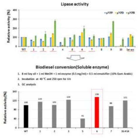 2세대 변이주의 lipase 활성과 soluble 효소를 이용한 바이오디젤 반응