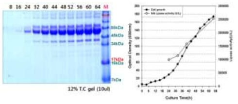 Lipase 생산 효모균주 Y2805△gal80/pYGaST3-CalB1422의 유가식 발효배양 및 분비단백질 분석