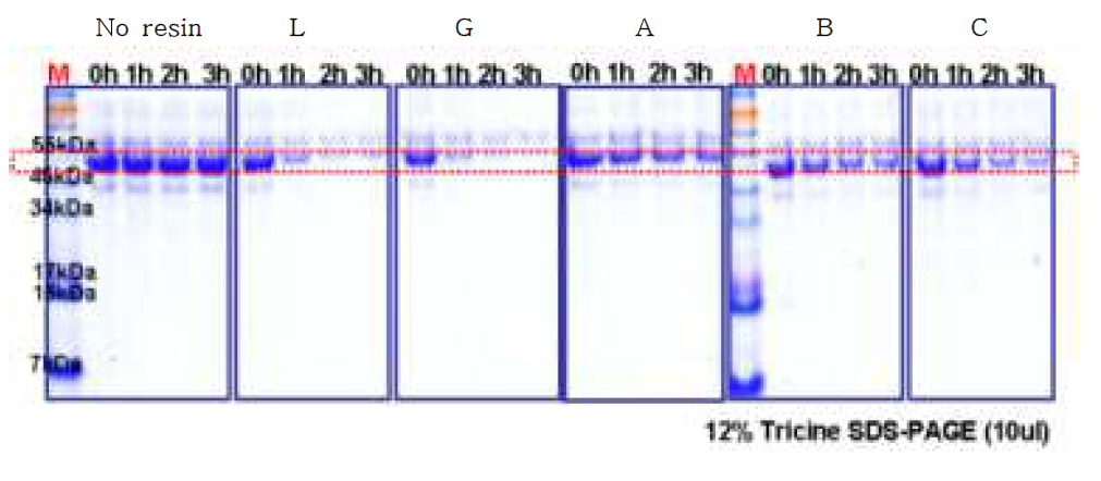 고정화 반응 전 후 잔여 단백질 비교