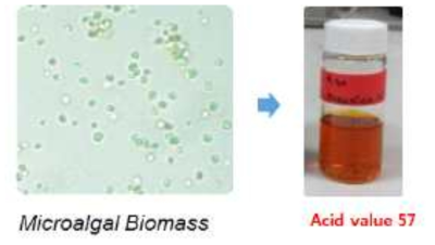미세조류 오일의 산가 분석