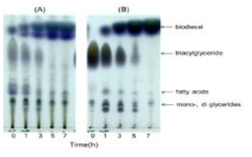 미세조류 오일의 바이오디젤 전환율, 산가 및 TLC 분석