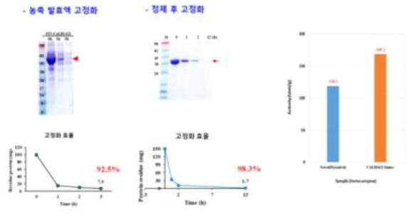 효소의 고정화 효율 분석 및 고정화 효소 활성 비교