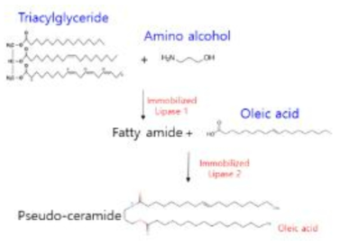 생물촉매를 이용한 pseudo-ceramide 제조 과정