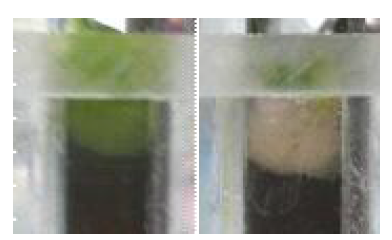 Colors of floated microalgae flocs at 0.25 A (left) and 0.75 A (right)