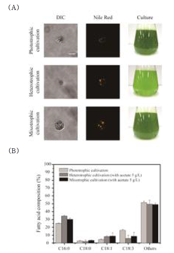 Lipid analysis of C. reinhardtii cells grown under phototrophic, heterotrophic and mixotrophic condition. (A) Confocal micrographs of Nile-Red stained cells. Scale bars: 5 μm. (B) Comparison of C. reinhardtii lipid profiles based on GC analysis