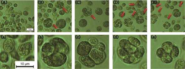 호르몬을 주입한 배지의 Chlamydomonas reinhardtii 세포의 유사분열 모습 (A) 일반 TAP medium, (B) IAA, (C) GA3, (D) KIN, (E) TRIA (a)~(e): 각각 확대된 사진