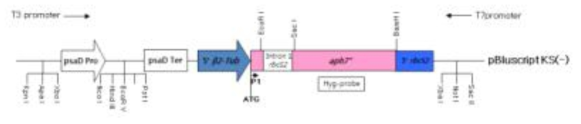 pCr102 vector의 모식도