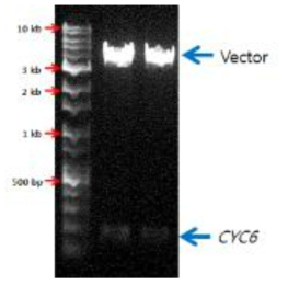 pCrC6 vector를 KpnI과 HindIII로 처리한 후 전기영동 사진