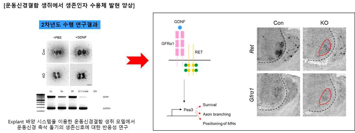 운동신경결함 생쥐 모델에서 생존인자 수용체 발현 양상 확인