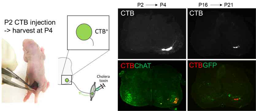 Cholera toxin 활용 근시냅스 연결성 확인기술