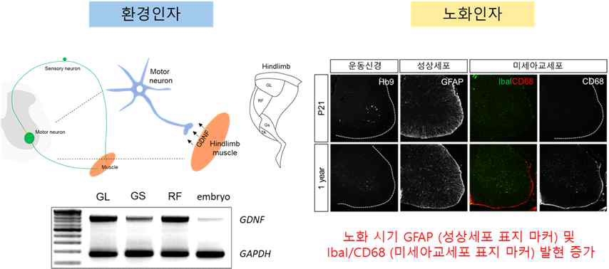 유형별 또는 시기별 운동신경 환경인자 및 노화인자 연구