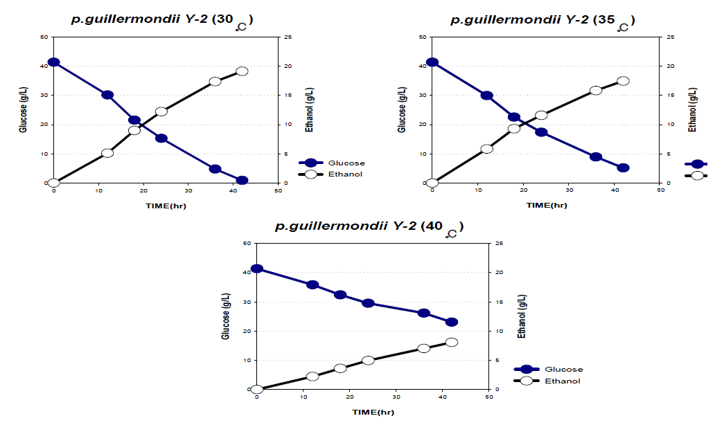 P. guillermondii Y-2의 글루코즈를 이용한 온도에 따른 에탄올 발효 (30, 35, 40도>