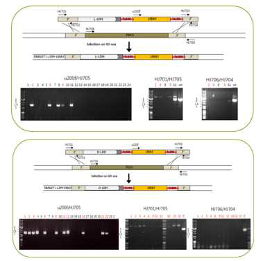 URA3 cassette를 이용한 PDC5 유전자 결실 과정