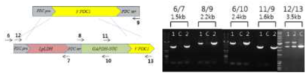 NTC cassette를 이용한 PDC gene disruption (C: control, 1,2: transformants