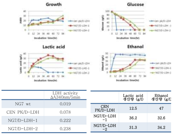 LDH 활성 및 Lactic acid 생산량 분석