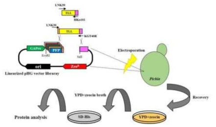 PTFP 시스템을 이용한 TLL 유전자재조합 시스템 모식도