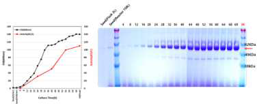5톤 발효기에서의 세포성장 및 분비된 단백질 SDS-PAGE 분석
