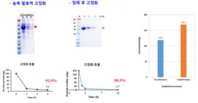효소의 고정화 효율 분석 및 고정화 효소 활성 비교