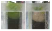 Colors of floated microalgae flocs at 0.25 A (left) and 0.75 A (right)