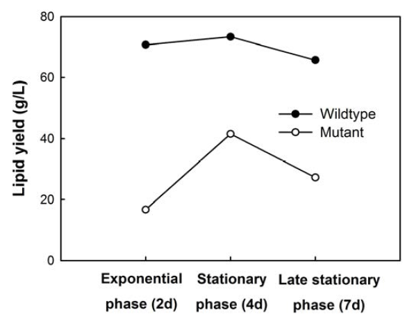 Chlamydomonas reinhardtii 야생종 (wildtype)과 세포벽을 제거한 변종 (mutant)의 지질 생산량 비교