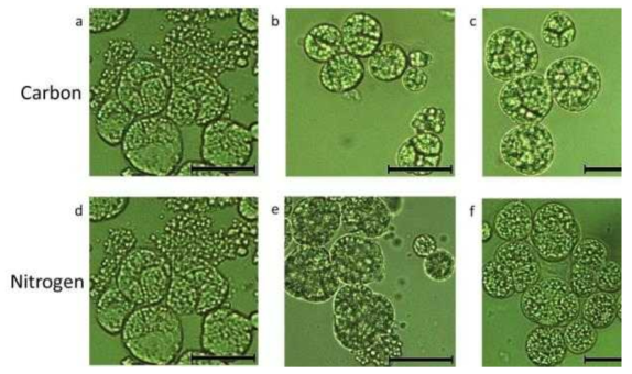 다양한 글루코즈와 효모추출물 농도의 배지에서 배양 2일 후 미세조류 세포의 현미경 사진. (a) (40, 2); (b) (60, 2); (c) (80, 2); (d) (40, 2); (e) (40, 6); (f) (40, 10). 스케일바는 20 μm