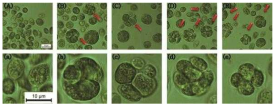 호르몬을 주입한 배지의 Chlamydomonas reinhardtii 세포의 유사분열 모습 (A) 일반 TAP medium, (B) IAA, (C) GA3, (D) KIN, (E) TRIA (a)~(e): 각각 확대된 사진