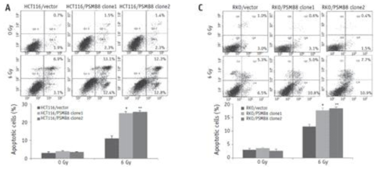 Overexpression of PSMB8 increased the level of radiation-induced apoptosis in HCT116 and RKO cells