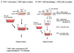 THP-1 monocytes / macrophage 와 CRC cell과의 co-culture