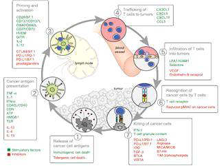 Stimulatory and Inhibitory Factors in the Cancer-Immunity Cycle (Immunity 39, July 25, 2013)
