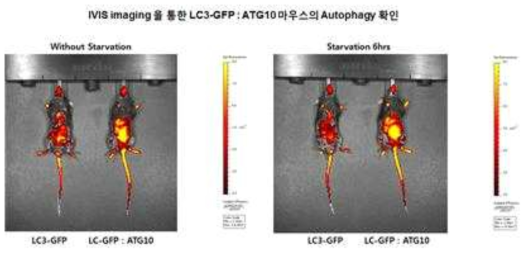 ATG10/GFP-LC3 Tg mice. 형광이미지 분석