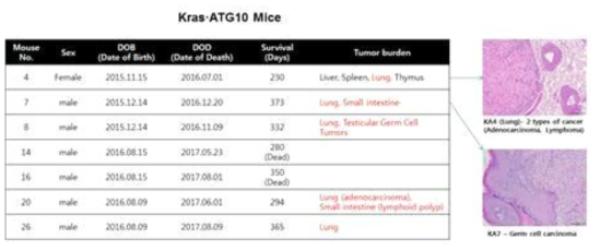 Kras/ATG10 Tg mice에서 발암 분석