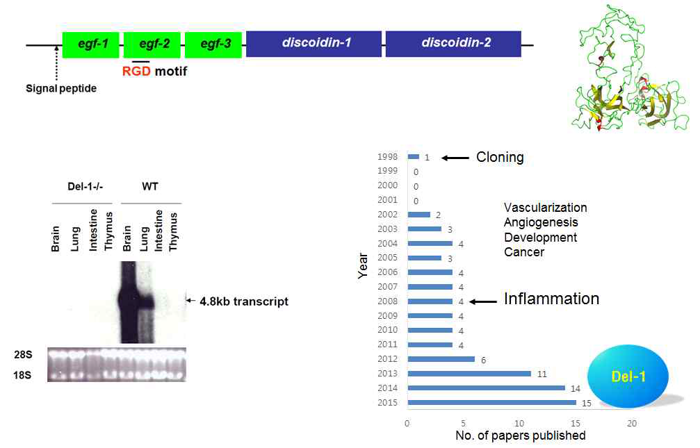 Del-1의 구조와 마우스에서의 발현양상 및 기능연구의 역사