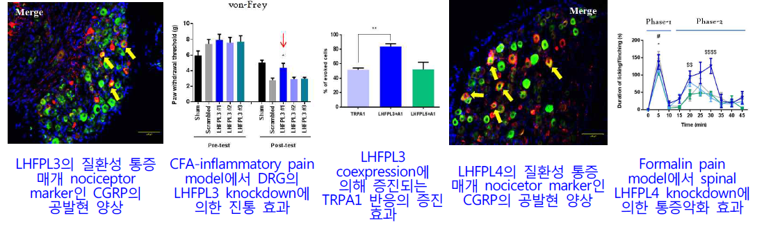 1단계 연구수행을 통해 규명한 통증변조인자 LHFPL계열의 진통표적분자 유효성