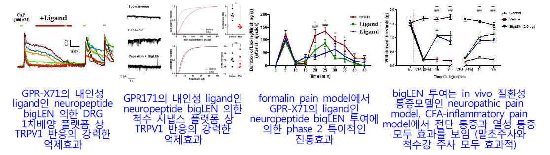 1단계 연구수행을 통해 규명한 통증변조인자 GPR171의 진통 기전 및 표적분자 유효성 평가