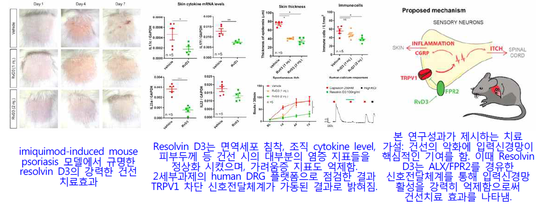 건선 및 가려움증 제어기술인 Resolvin D3 발굴 (ALX/FPR2 효현제)