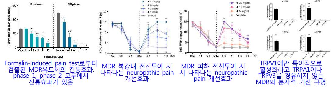 통증 제어기술인 MDR 유도체 발굴 (TRPV1 효현제)