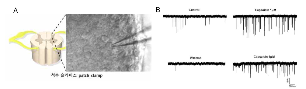 Slice patch clamp 기법을 통한 척수신경망 시냅스 가소성 평가 플랫폼 구축 (A) 척수 후각 내 laminaⅠ,Ⅱ 부위의 통각신경세포 (B) 시냅스 후 척수신경세포에서 기록한 capsaicin에 의해 유도된 흥분성 연접후 전위(EPSC)