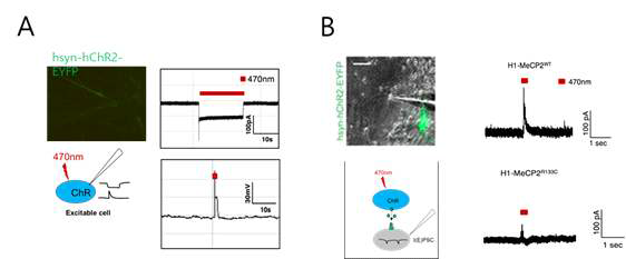 광유전학 및 전기생리학적 기법을 이용하여 척수신경망 내 chR2 발현세포의 내향전류 및 활동전위 발생을 확인함. (A) ChR2를 발현시킨 세포에 470nm 파장의 빛 자극을 준 결과, 세포가 활성화되어 inward current(내향전류)와 action potential(활동전위)을 일으킴. (B) ChR2를 발현시킨 세포가 빛 자극에 의해 활성화되어 신경전달물질을 분비함으로써 H1-MeCP2 cell이 반응하였음. H1-MeCP2R133C cell이 대조군에 비해 inhibitory postsynaptic current (IPSC)의 크기가 작게 나타남