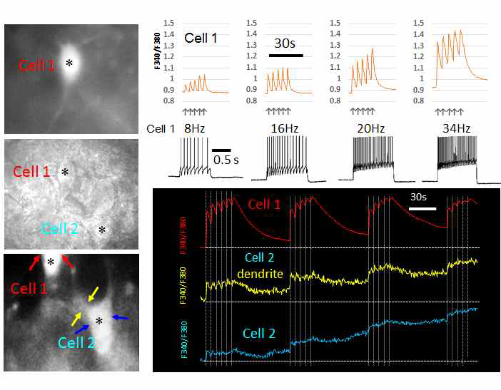 단일 LC 뉴런 활성화를 통한 인접 뉴런의 활성화 확인 Cell 1의 칼슘 유입의 증가는 인접한 Cell 2의 칼슘 유입을 야기하며 이는 칼슘 이미징 반응을 통해 알 수 있음. 또한 이 데이터는 Cell 1과 Cell 2 사이에 gap-junction을 이루고 있으며 싱크로나이제이션이 있음을 암시함