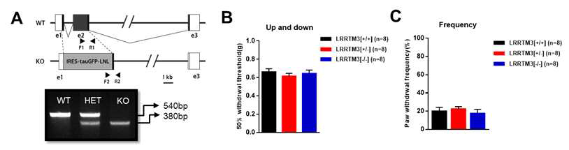 LRRTM3 transgenic mice를 이용한 기계적 자극에 따른 통증 확인 (A) LRRTM3의 genotyping 결과 사진 (B, C) LRRTM3 naive(+/+), hetero(+/-), Knock-out(-/-) mice의 발바닥에 von Frey filament로 기계적 자극을 주었을 때 나타나는 통증 반응이 군별로 차이가 없는 것을 확인함