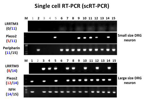 Single-cell RT-PCR 기법을 통한 말초 신경세포에서 LRRTM3 mRNA 발현 확인 (A) Small-sized ( 30 um) DRG 신경세포에서 LRRTM3와 Piezo2가 동시 발현하고 있음을 확인함