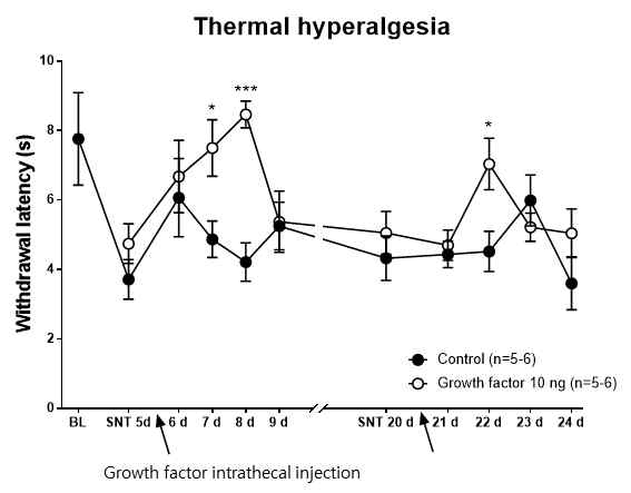SNT mouse model에서 인체유래 성장인자의 i.t injection을 통한 열통각 과민화 행동반응 억제 SNT model 형성 초기 단계에서(5 day), 인체유래 성장인자 GDF-X 10 ng / 20 ul을 척수강으로 투여하였을 때 2일까지 진통 효과가 있었으며 통증발생 후기 단계에서(20 day) 재투여시 1일에 진통 효과를 나타내었음