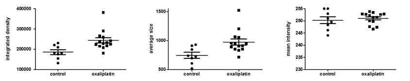 Oxaliplatin으로 유도한 만성통증 모델에서 fiber-like shape의 NF200 증가를 확인 oxaliplatin 처리군에서 fiber-like shape NF200가 증가한 것으로 확인됨. Integrated density 값을 구성하는 크기와 밀도를 각각 분리하여 분석하였으 때, 기에서 유의미한 차이가 확인되었음. 따라서NF200의 fiber-like shape이 oxaliplatin 처리 후 증가한 것으로 생각됨