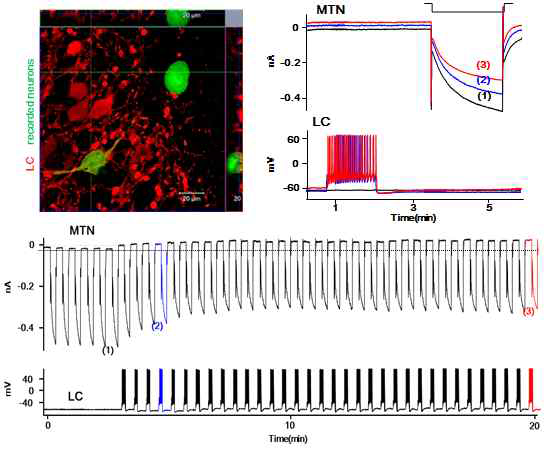 청반핵 활성에 따른 MTN 뉴런 조절 확인 TH를 발현하고 있어 노르아드레날린을 분비할 수 있는 LC 뉴런에서 활동전위가 발생함에 따라 MTN 뉴런에서 베이스라인의 외향으로의 이동과 동시에 h 전류가 눈에 띄게 억제됨을 볼 수 있음