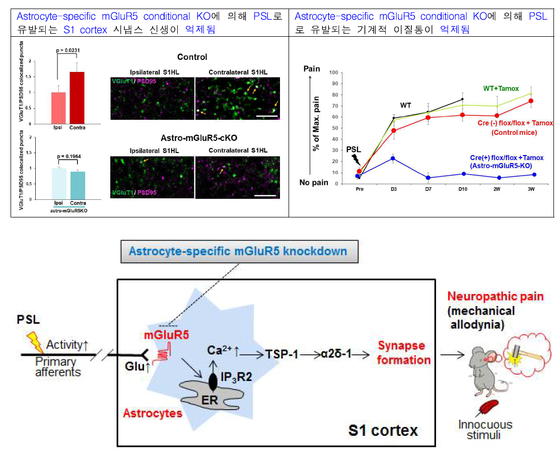 만성 통증 대뇌피질 가소성 연관 표적분자 검증 신경병증성 통증 마우스 모델(PSL)에서 별아교세포(astrocytes) 특이적 mGluR5 knockdown을 시행할 경우, 별아교세포의 칼슘항진 및 이로 인한 S1 cortex 시냅스 가소성(synapse formation)을 억제하여 최종적으로 신경병증성 통증(기계적 이질통)이 억제됨을 규명